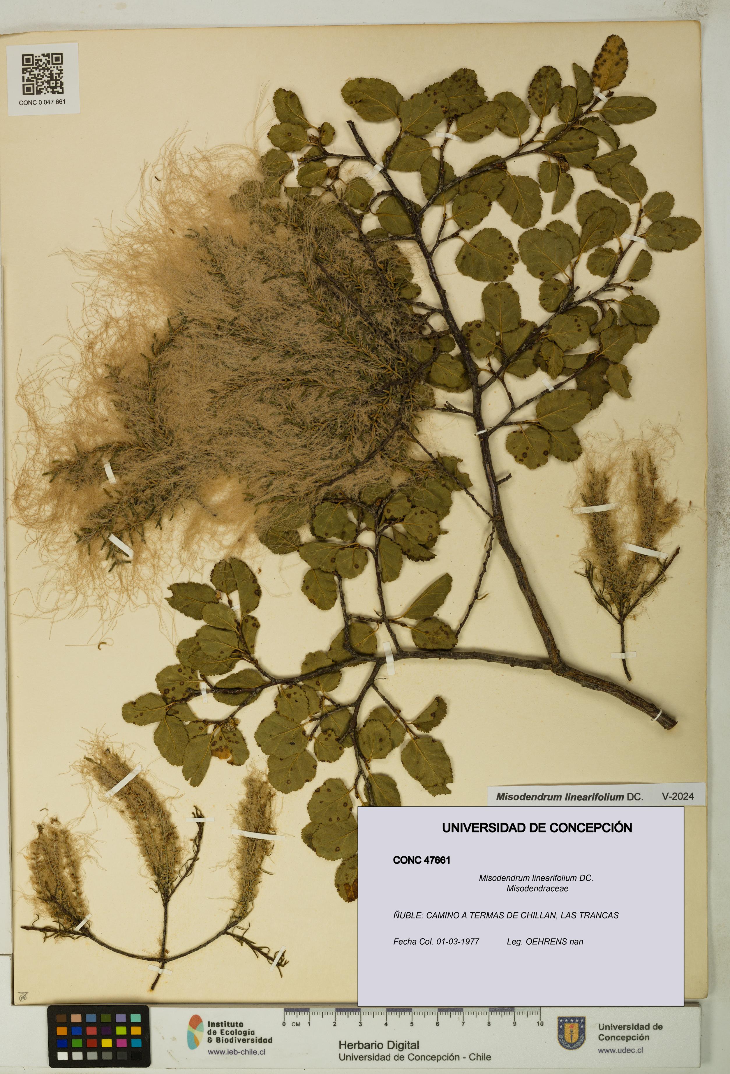 Misodendrum linearifolium [Espécimen: UDEC:CONC:0047661]