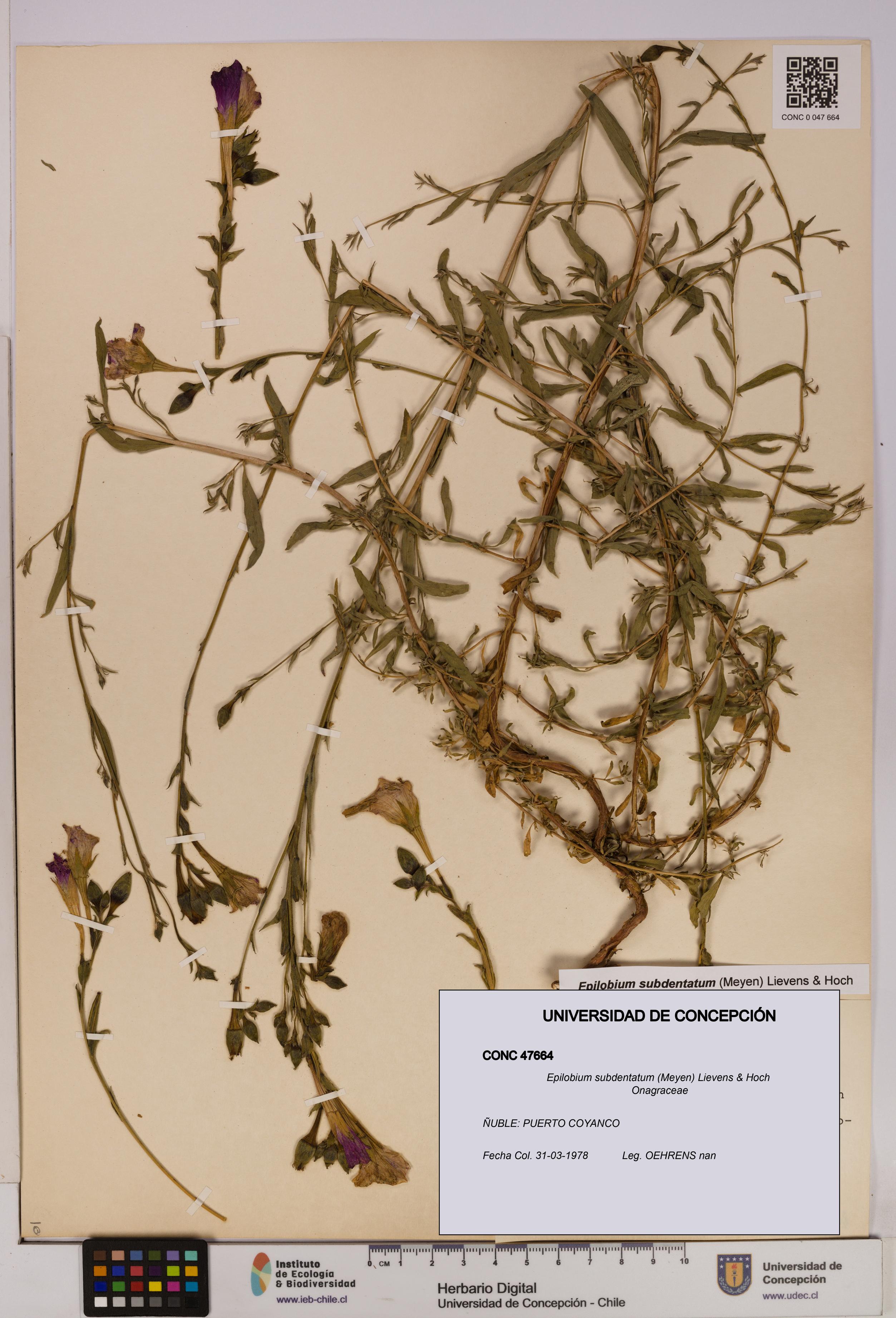 Epilobium subdentatum [Espécimen: UDEC:CONC:0047664]
