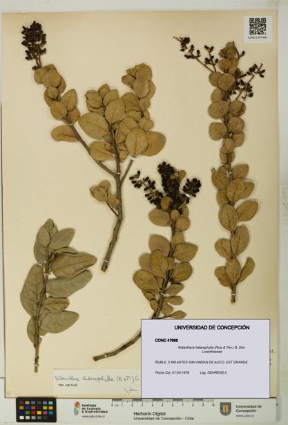 Notanthera heterophylla [Espécimen: UDEC:CONC:0047668]