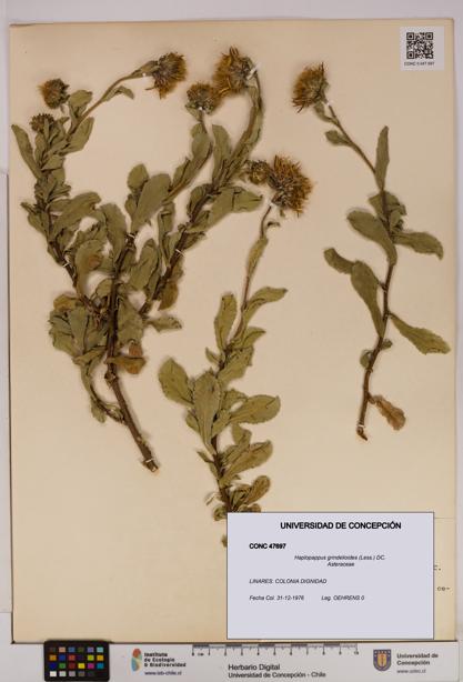 Haplopappus grindelioides [Espécimen: UDEC:CONC:0047697]