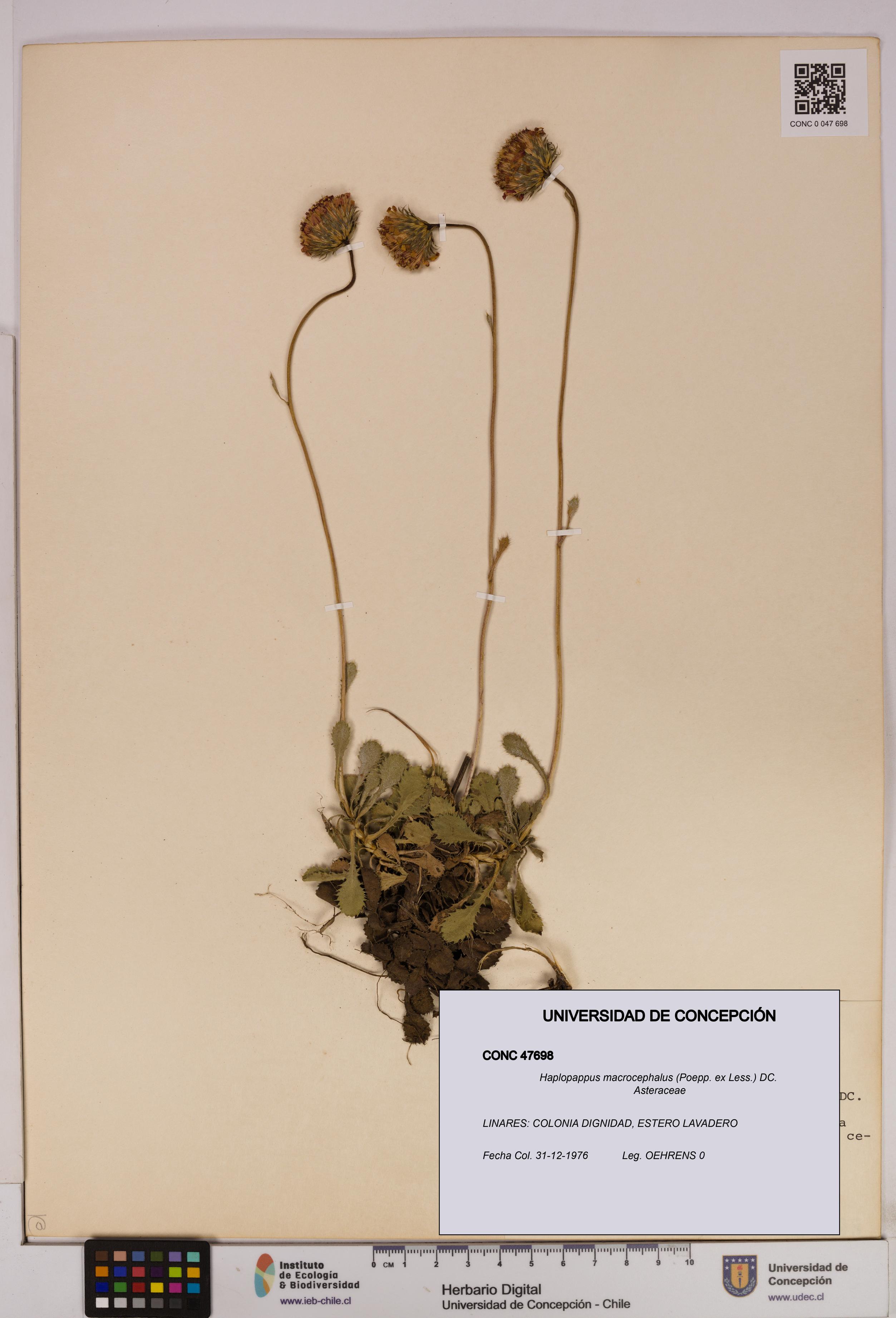 Haplopappus macrocephalus [Espécimen: UDEC:CONC:0047698]