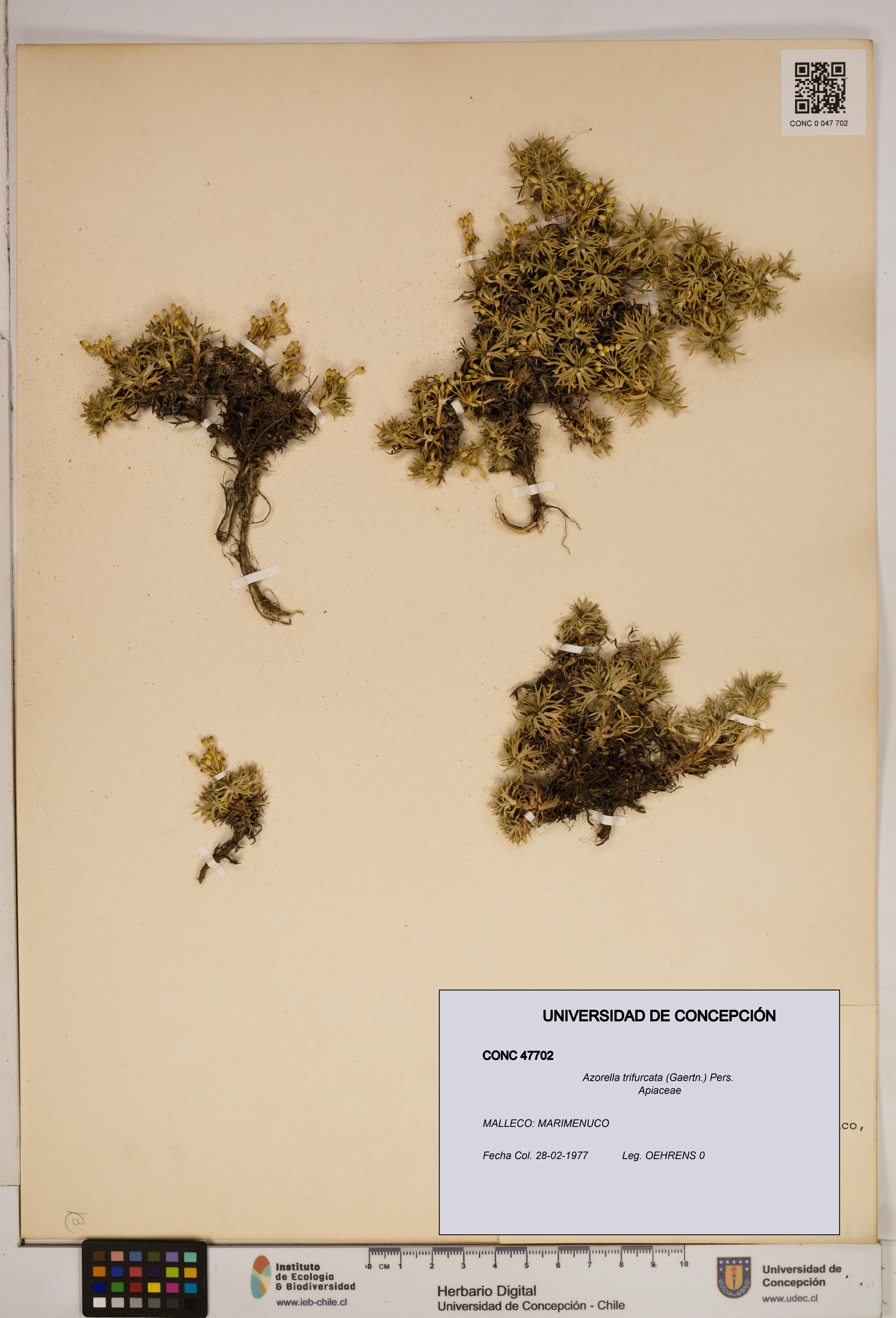 Azorella trifurcata [Espécimen: ]