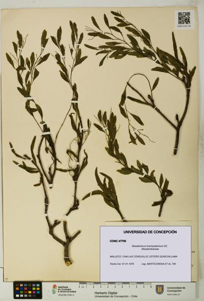 Misodendrum brachystachium [Espécimen: UDEC:CONC:0047705]