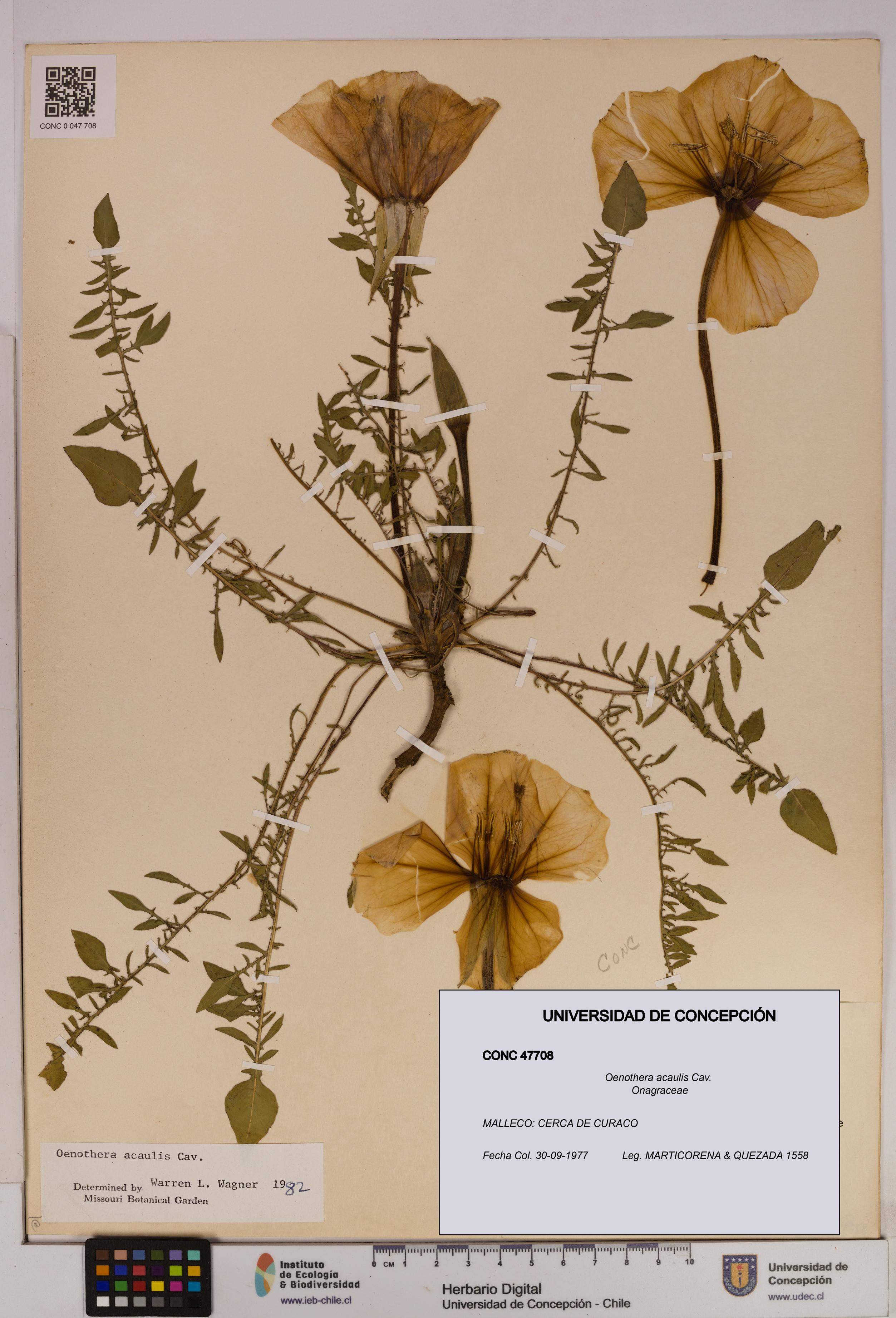 Oenothera acaulis [Espécimen: UDEC:CONC:0047708]