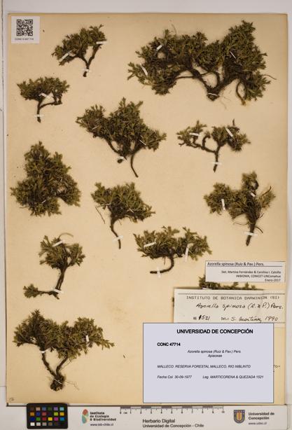 Azorella spinosa [Espécimen: ]