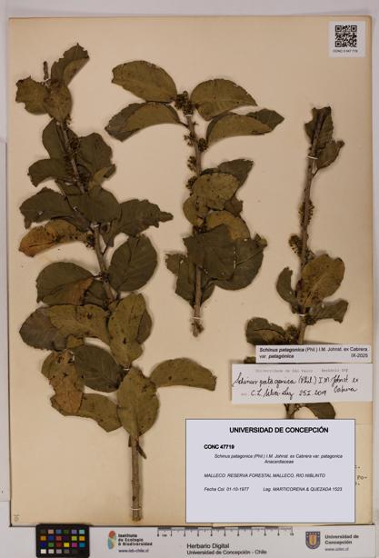 Schinus patagonica [Espécimen: UDEC:CONC:0047719]