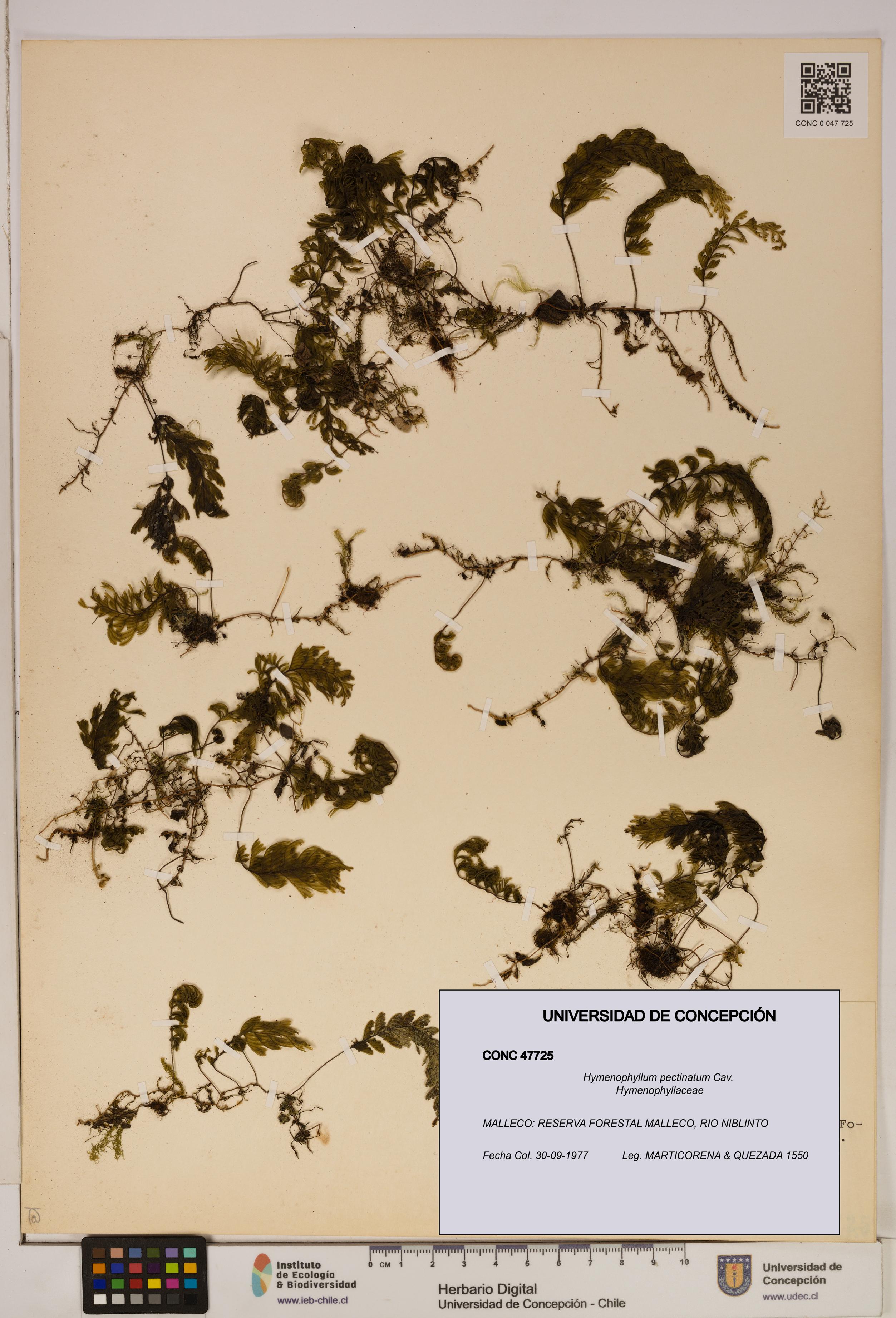 Hymenophyllum pectinatum [Espécimen: ]