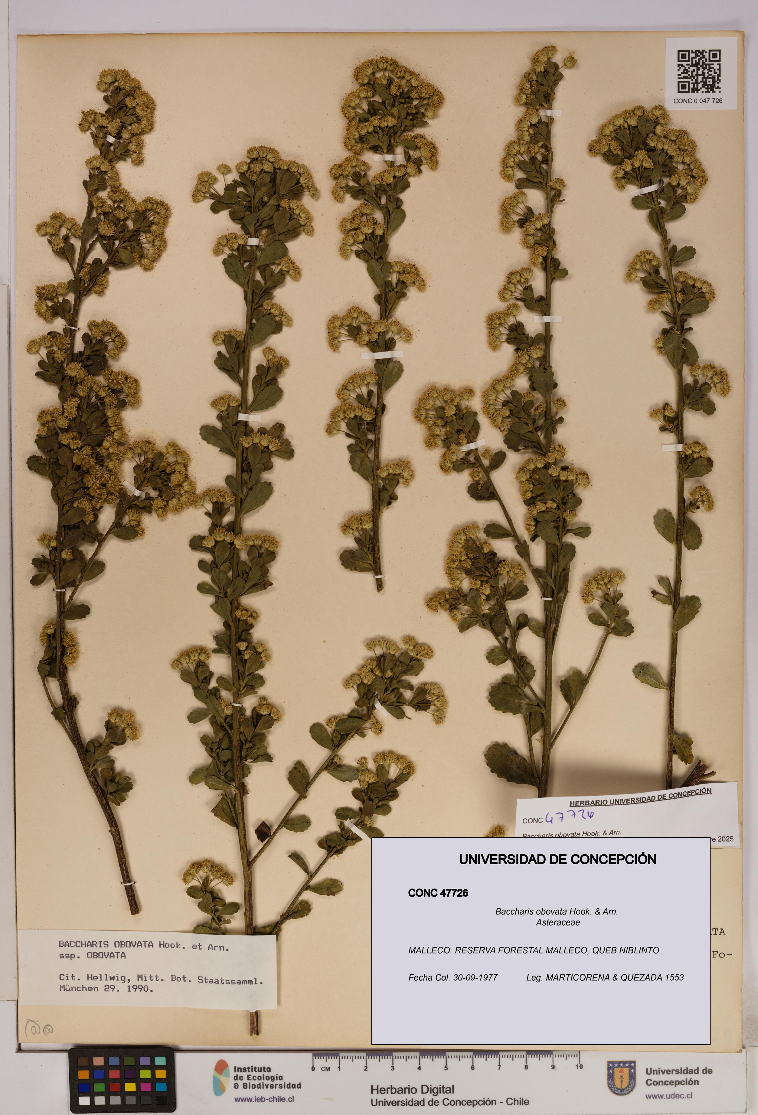 Baccharis obovata [Espécimen: UDEC:CONC:0047726]