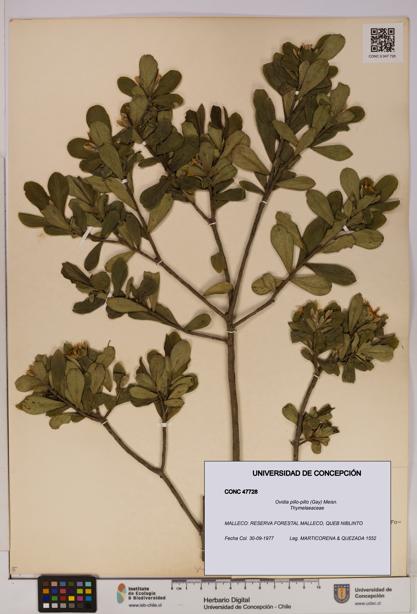 Ovidia pillo-pillo [Espécimen: UDEC:CONC:0047728]