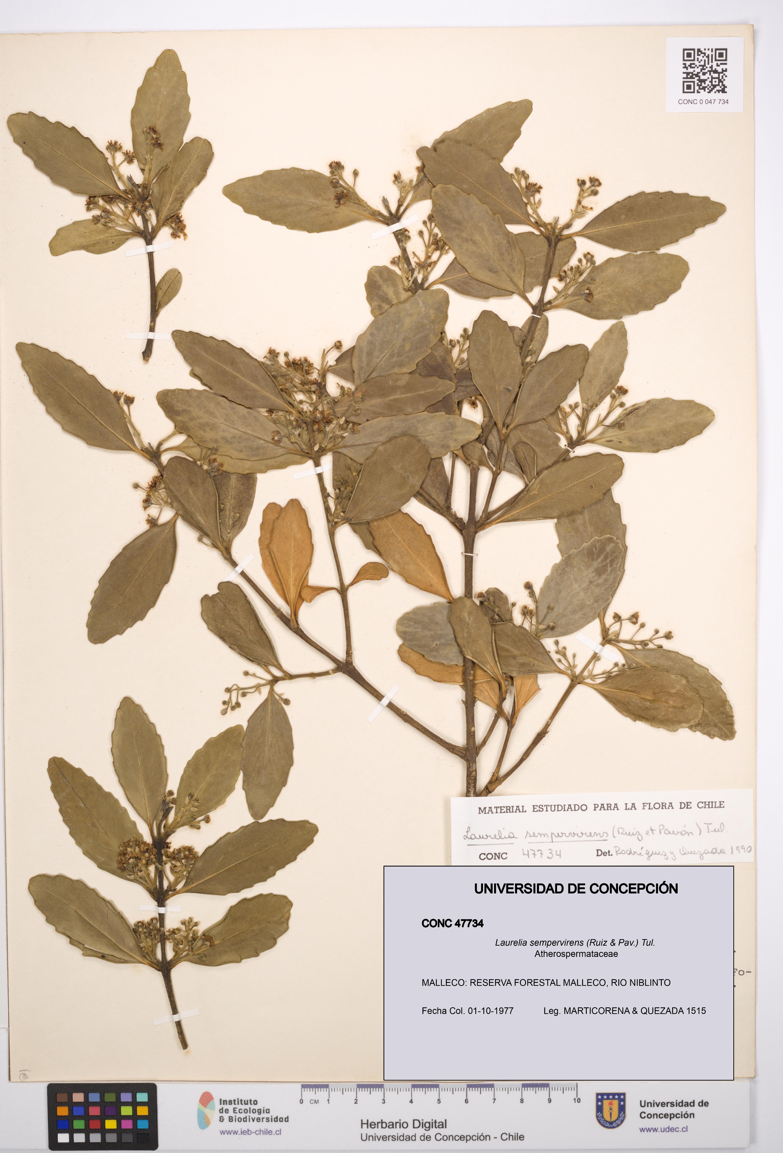 Laurelia sempervirens [Espécimen: UDEC:CONC:0047734]