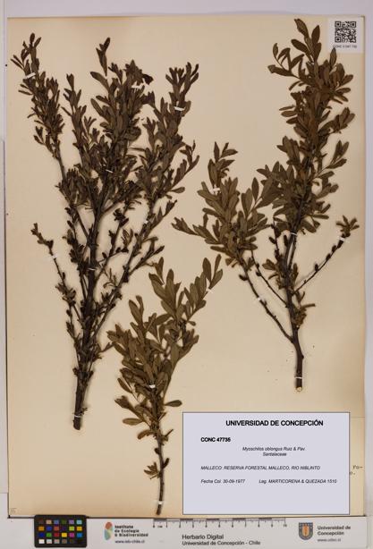 Myoschilos oblongus [Espécimen: UDEC:CONC:0047735]