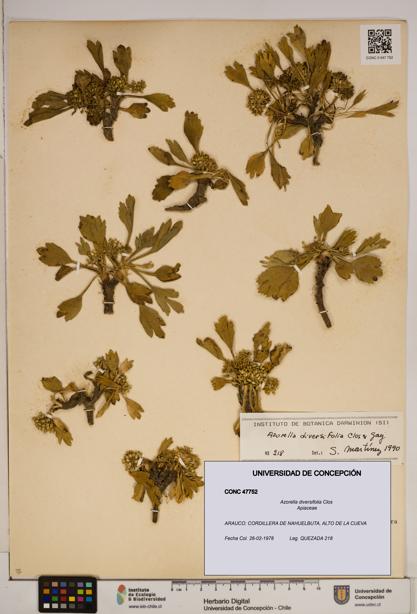 Azorella diversifolia [Espécimen: ]