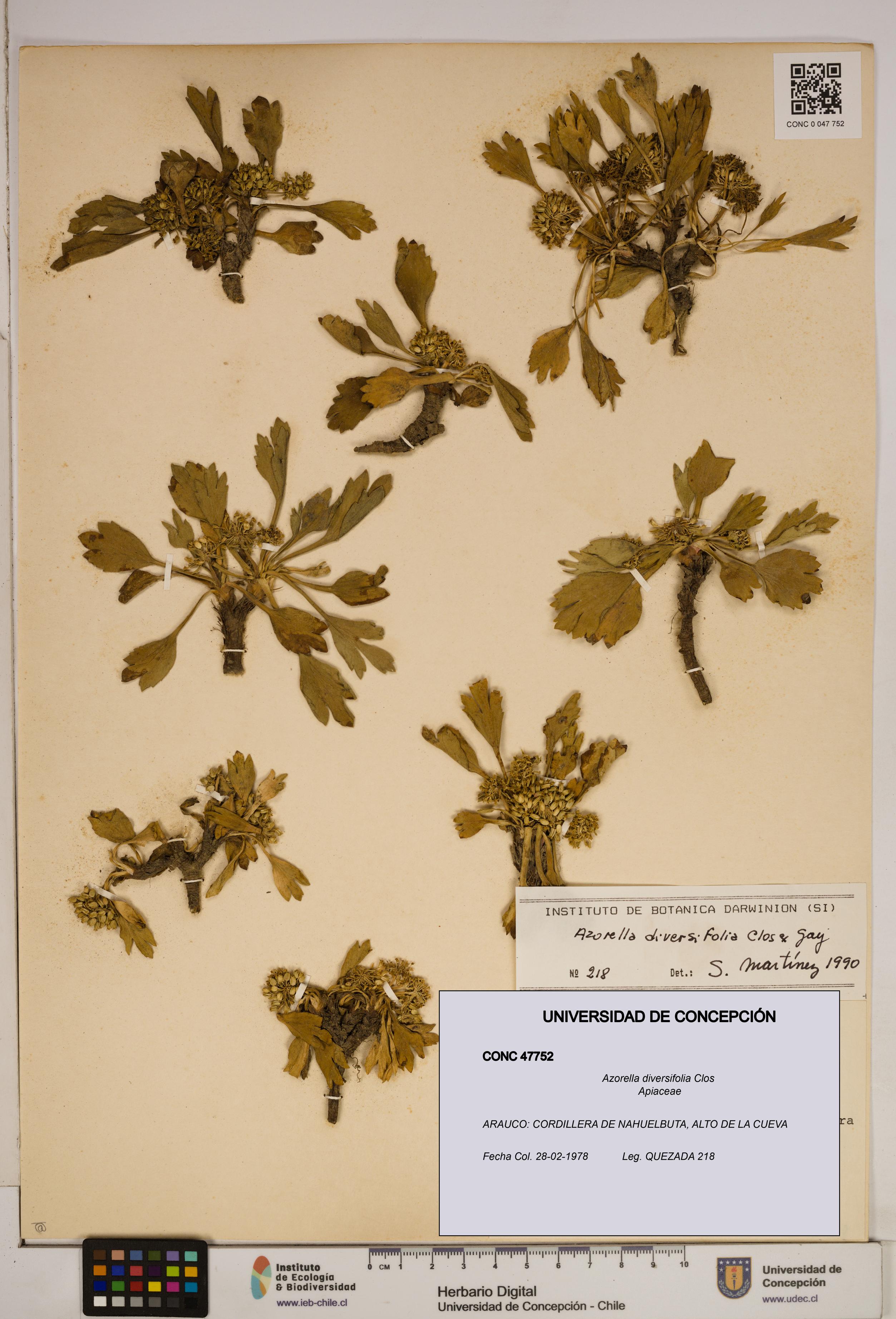 Azorella diversifolia [Espécimen: ]