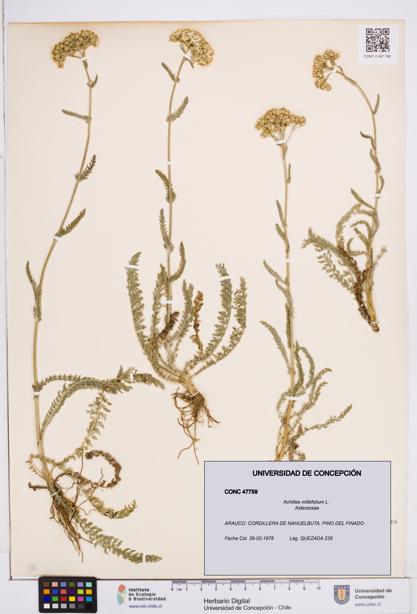 Achillea millefolium [Espécimen: ]