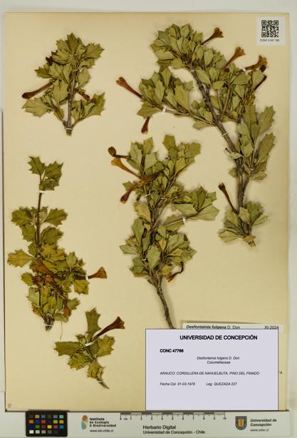 Desfontainia fulgens [Espécimen: UDEC:CONC:0047766]