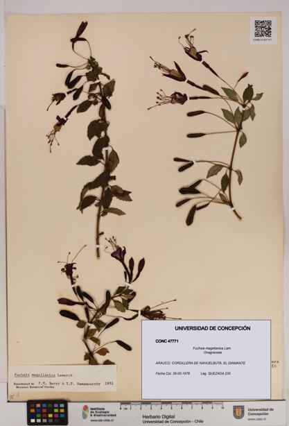 Fuchsia magellanica [Espécimen: UDEC:CONC:0047771]