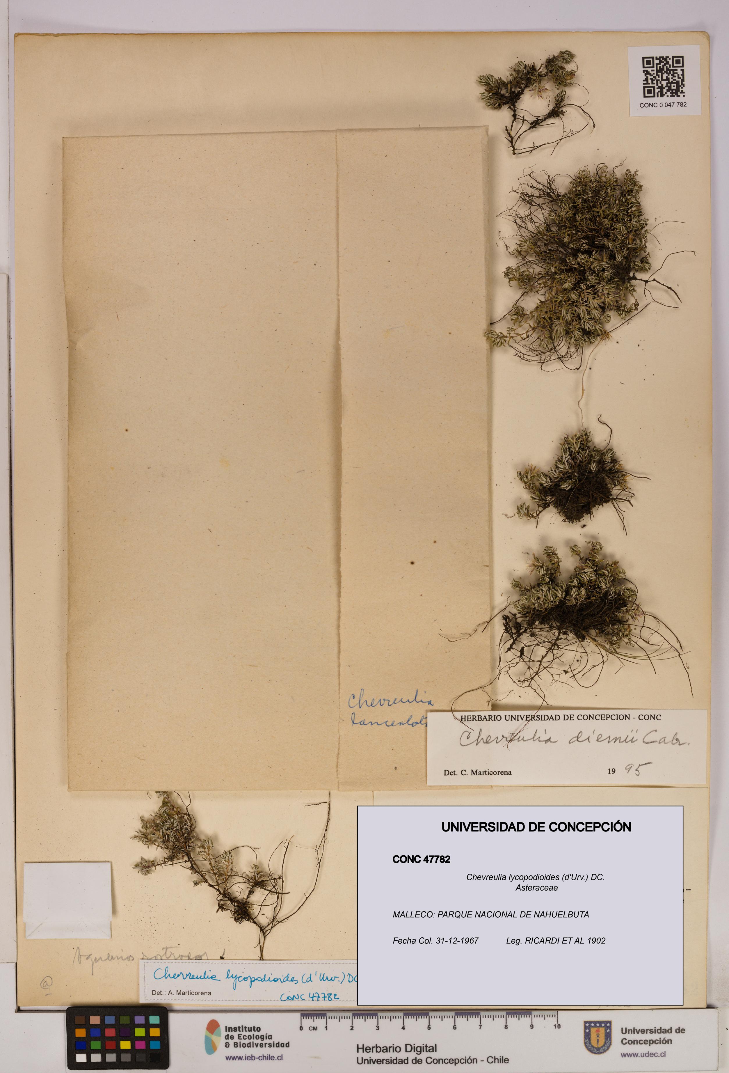 Chevreulia lycopodioides [Espécimen: UDEC:CONC:0047782]
