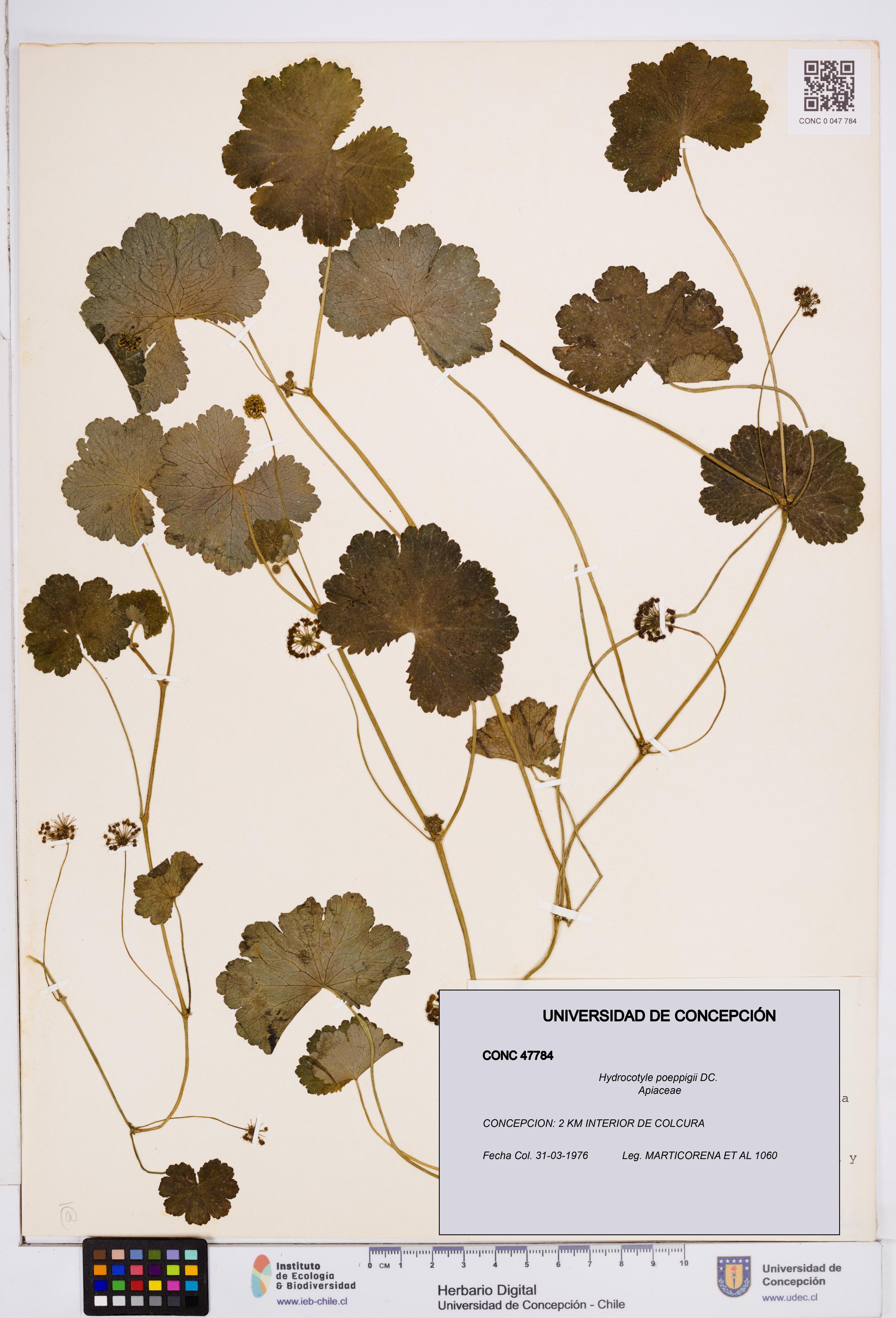 Hydrocotyle poeppigii [Espécimen: ]