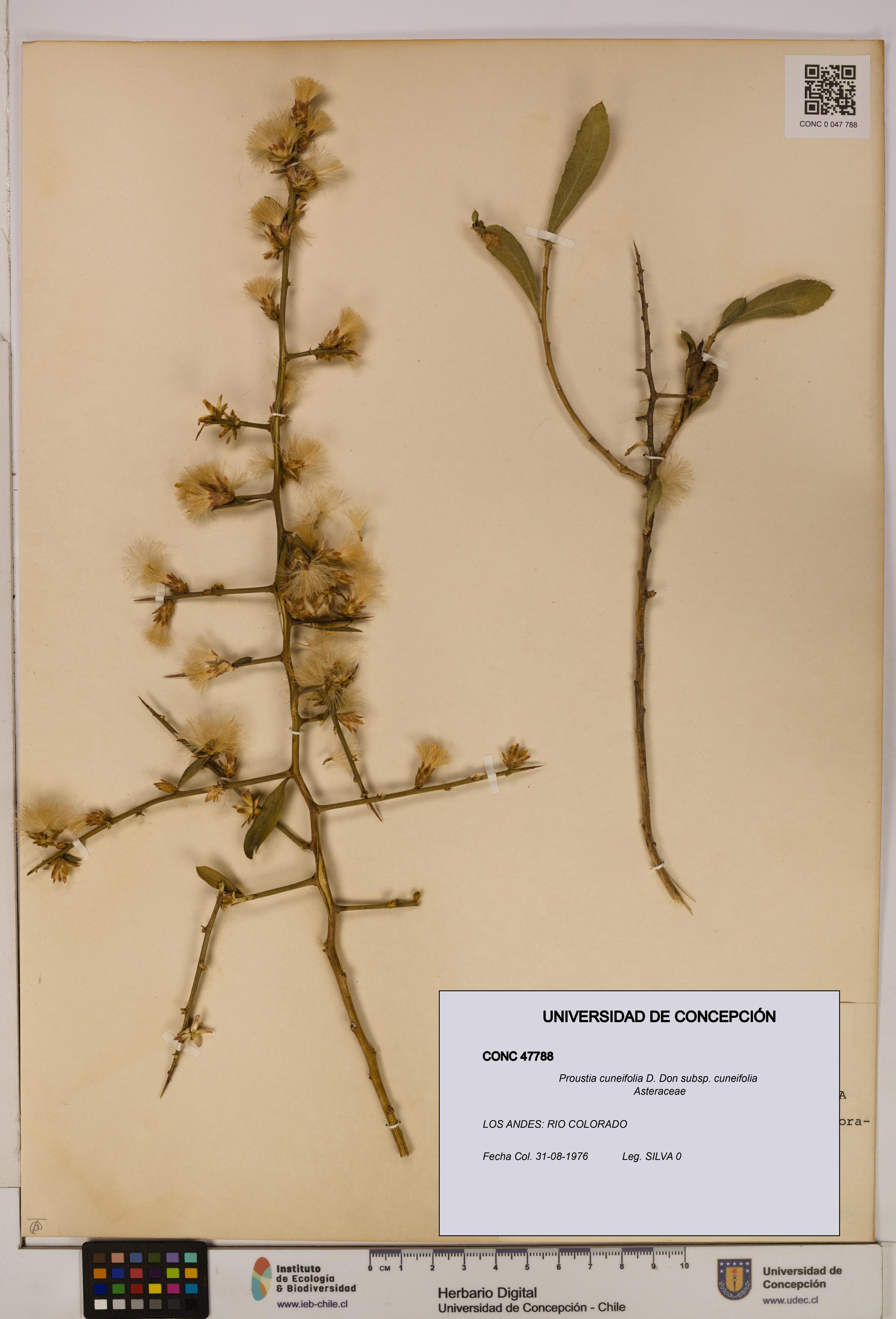 Proustia cuneifolia subsp. cuneifolia [Espécimen: UDEC:CONC:0047788]