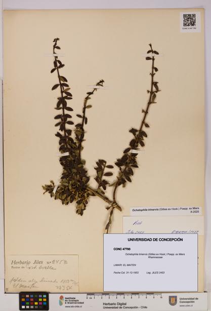 Ochetophila trinervis [Espécimen: UDEC:CONC:0047793]