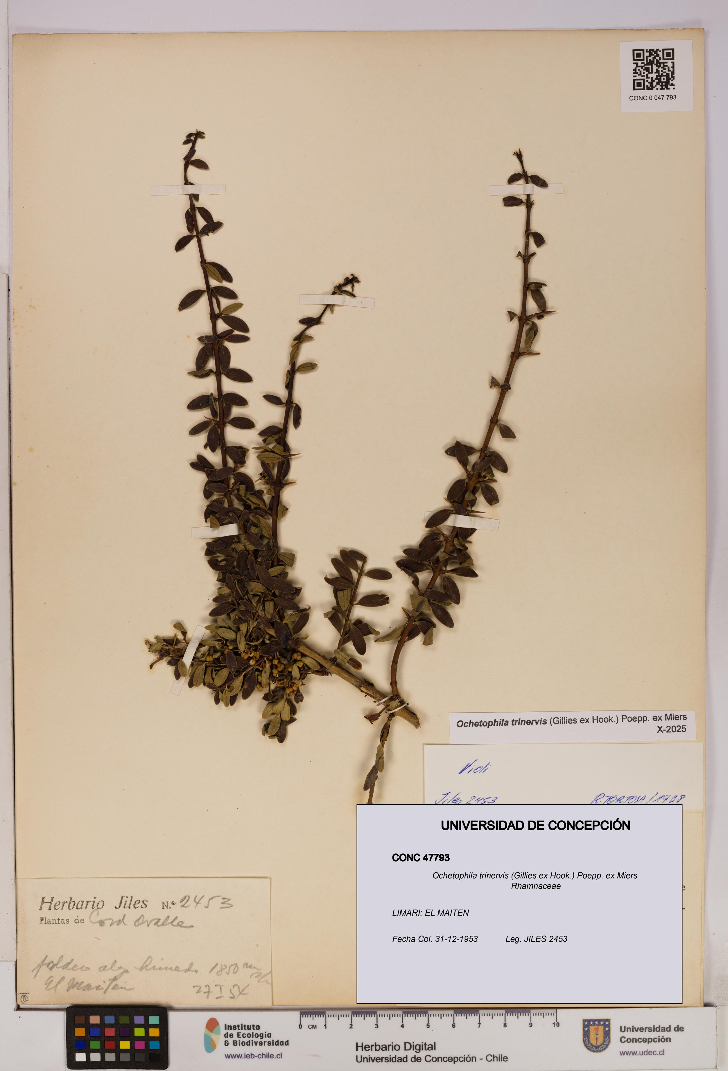 Ochetophila trinervis [Espécimen: UDEC:CONC:0047793]