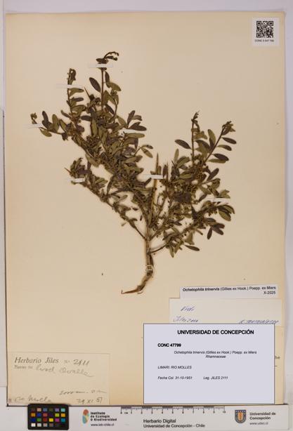 Ochetophila trinervis [Espécimen: UDEC:CONC:0047799]