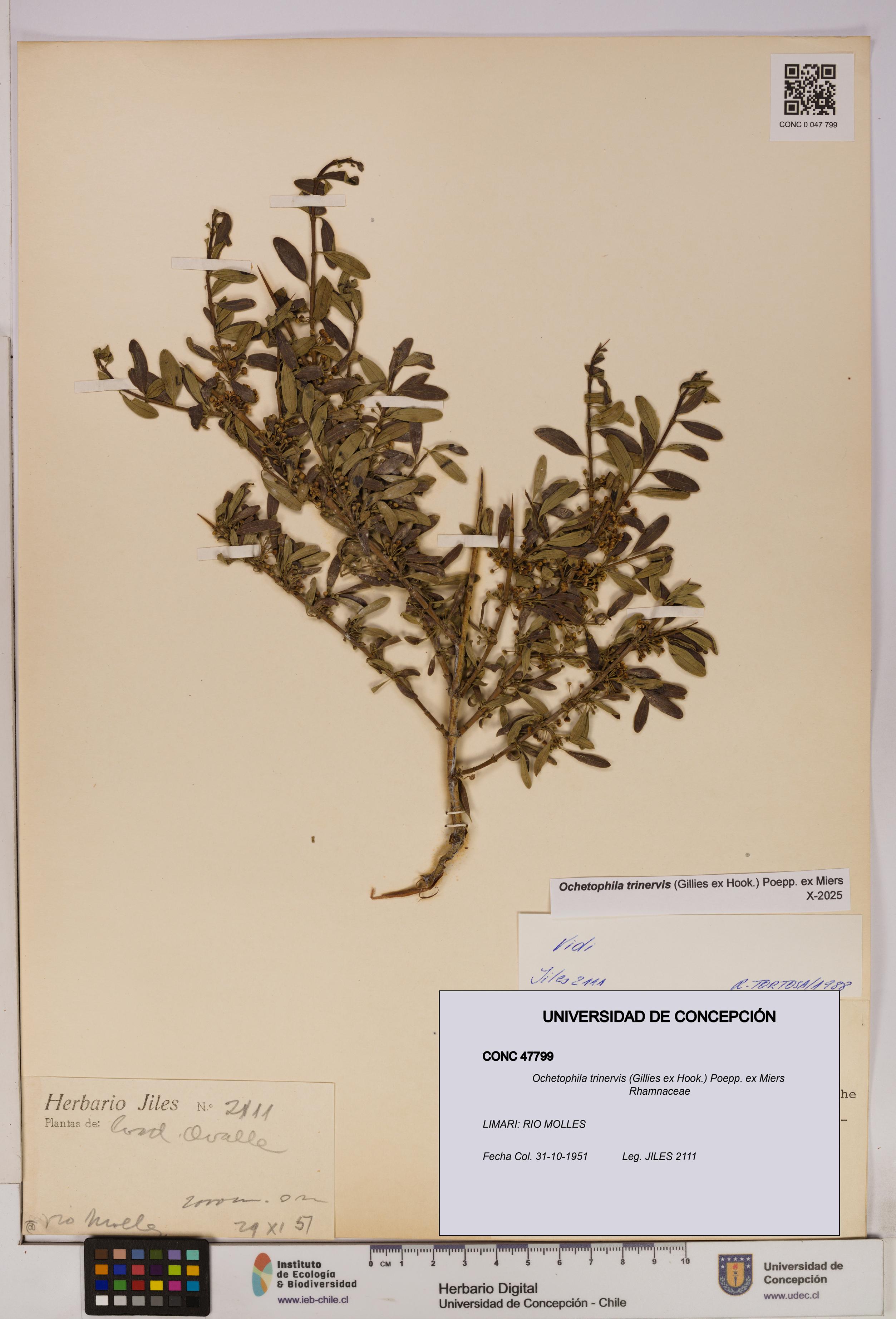 Ochetophila trinervis [Espécimen: UDEC:CONC:0047799]