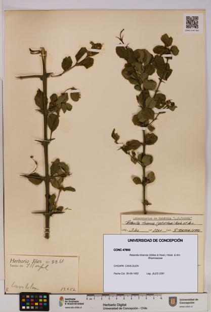 Retanilla trinervia [Espécimen: UDEC:CONC:0047800]