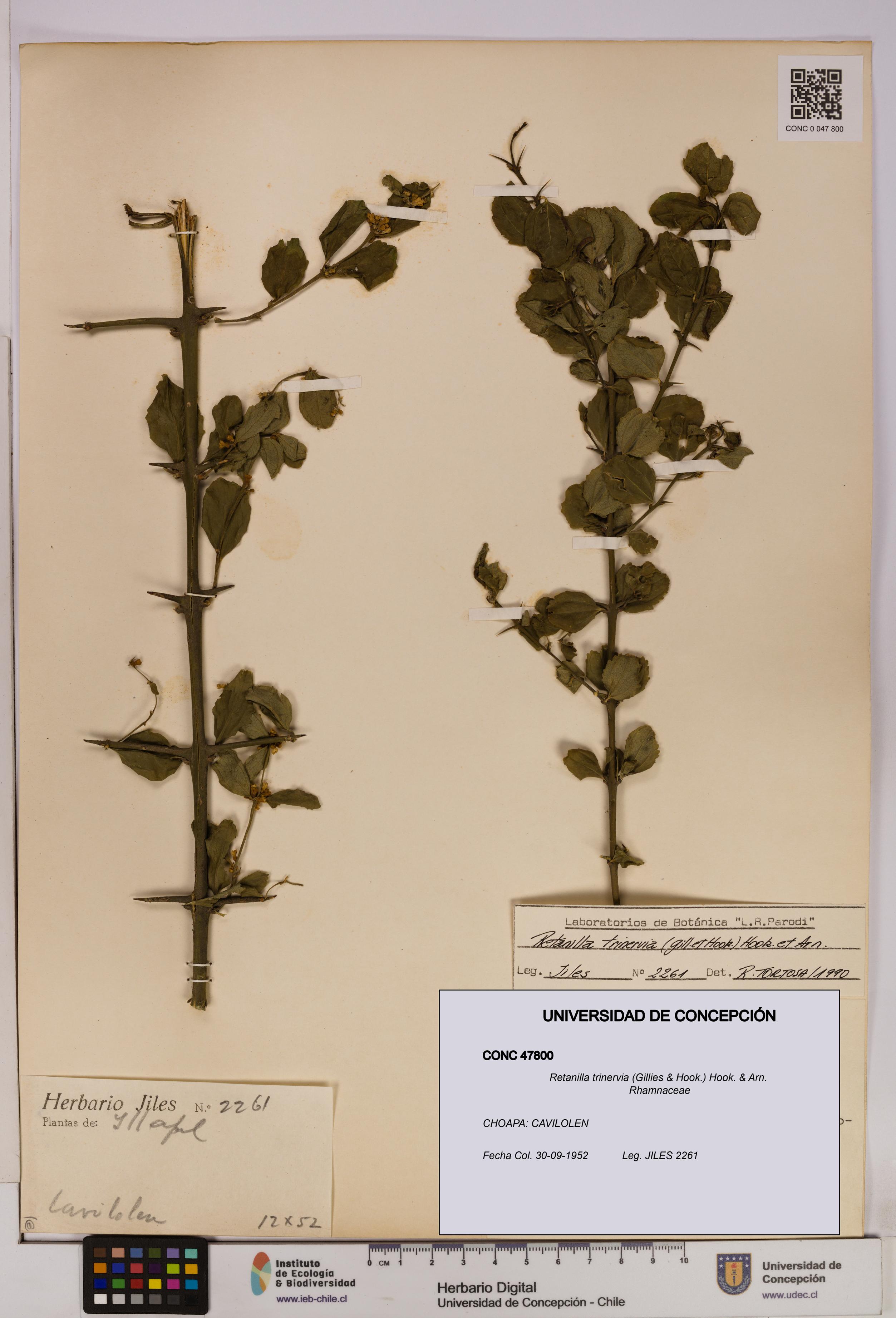 Retanilla trinervia [Espécimen: UDEC:CONC:0047800]