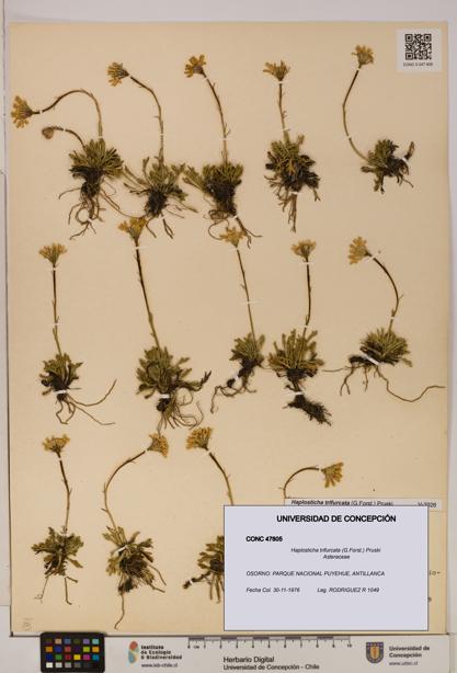 Haplosticha trifurcata [Espécimen: UDEC:CONC:0047805]