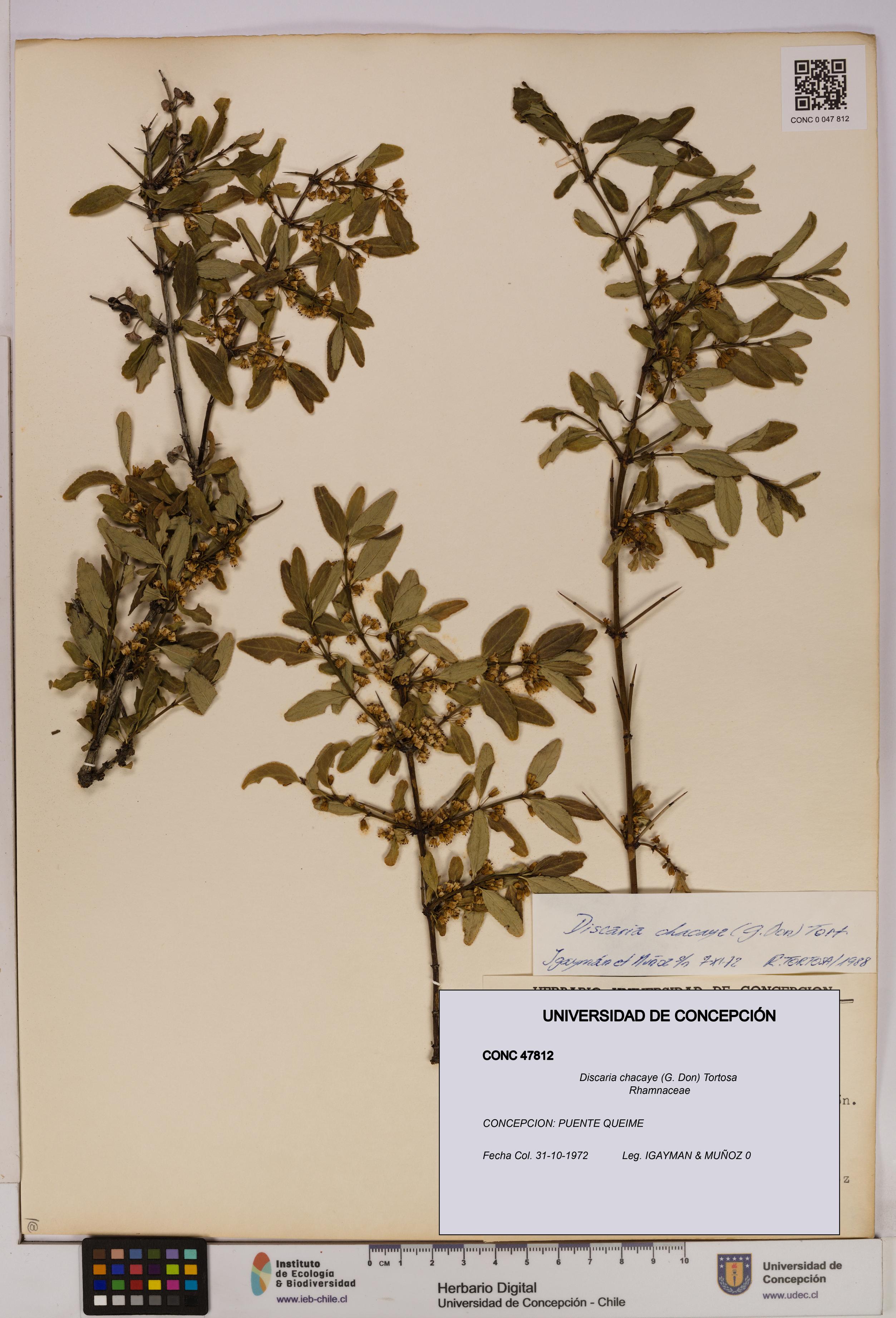 Discaria chacaye [Espécimen: UDEC:CONC:0047812]