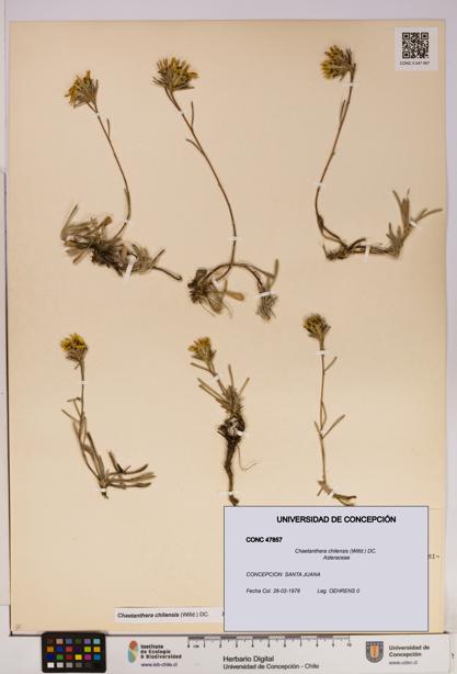 Chaetanthera chilensis [Espécimen: UDEC:CONC:0047857]