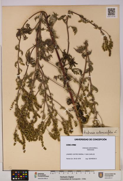 Ambrosia artemisiifolia [Espécimen: UDEC:CONC:0047862]