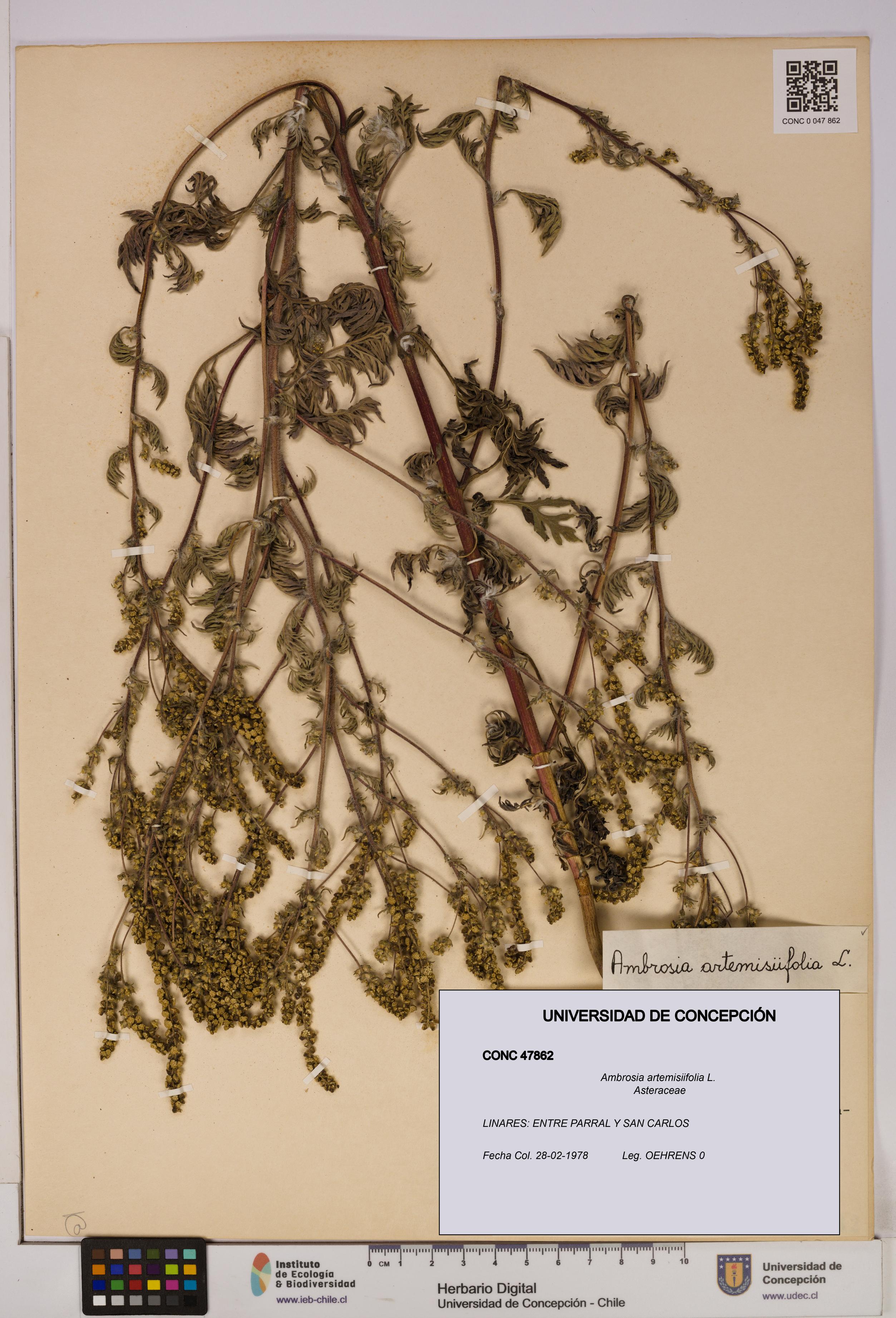 Ambrosia artemisiifolia [Espécimen: UDEC:CONC:0047862]
