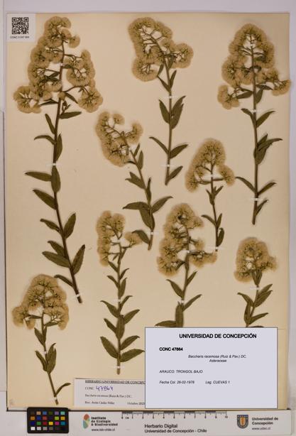 Baccharis racemosa [Espécimen: UDEC:CONC:0047864]