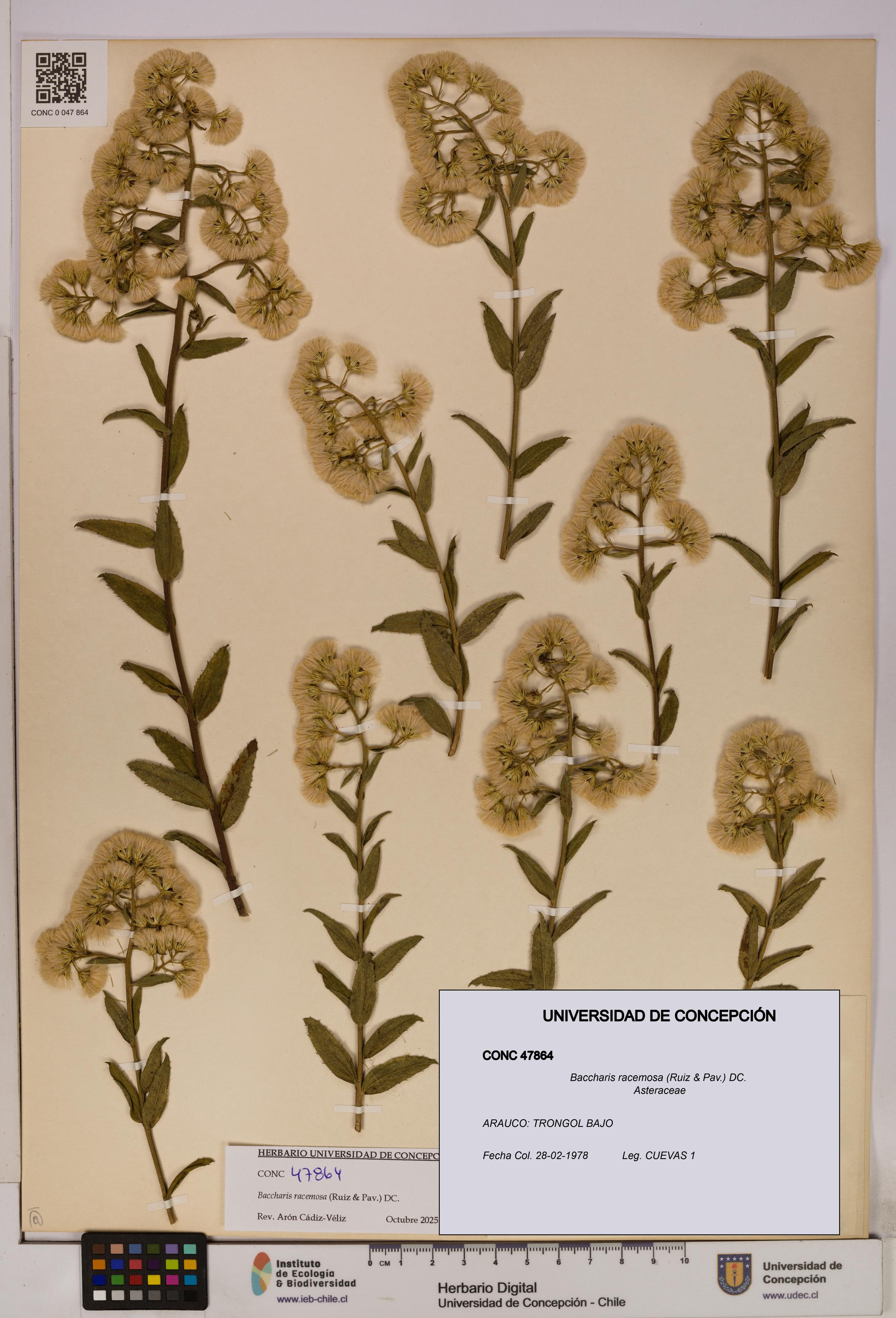Baccharis racemosa [Espécimen: UDEC:CONC:0047864]