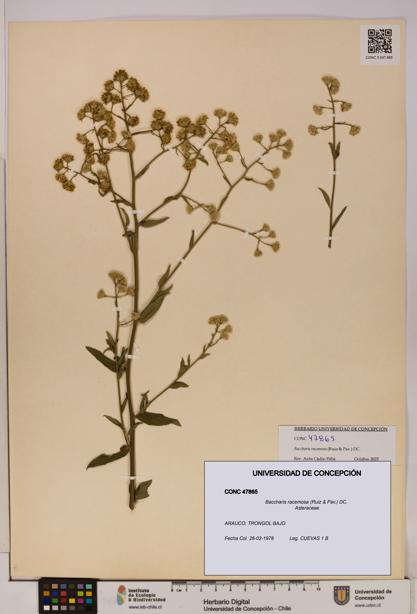 Baccharis racemosa [Espécimen: UDEC:CONC:0047865]