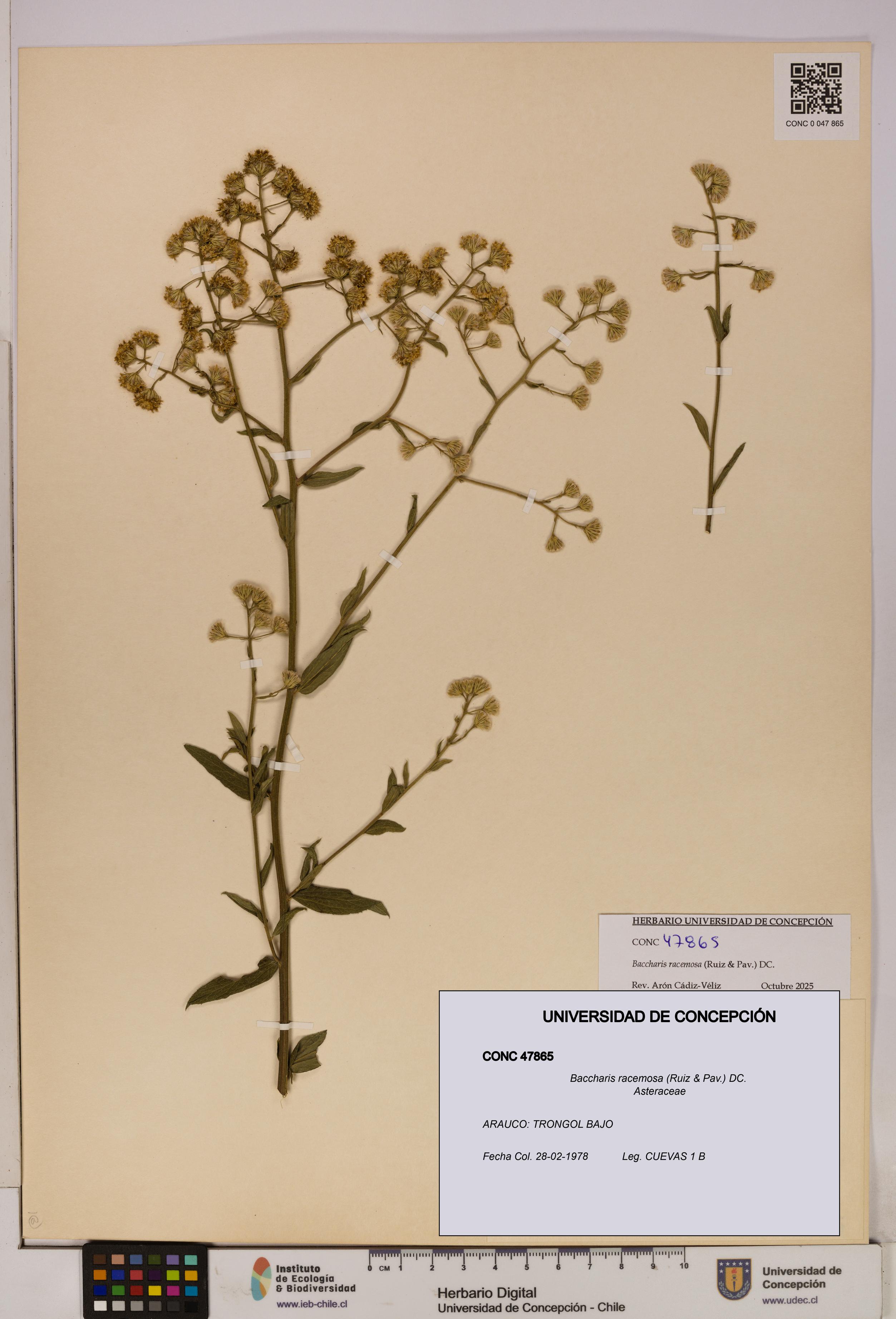 Baccharis racemosa [Espécimen: UDEC:CONC:0047865]