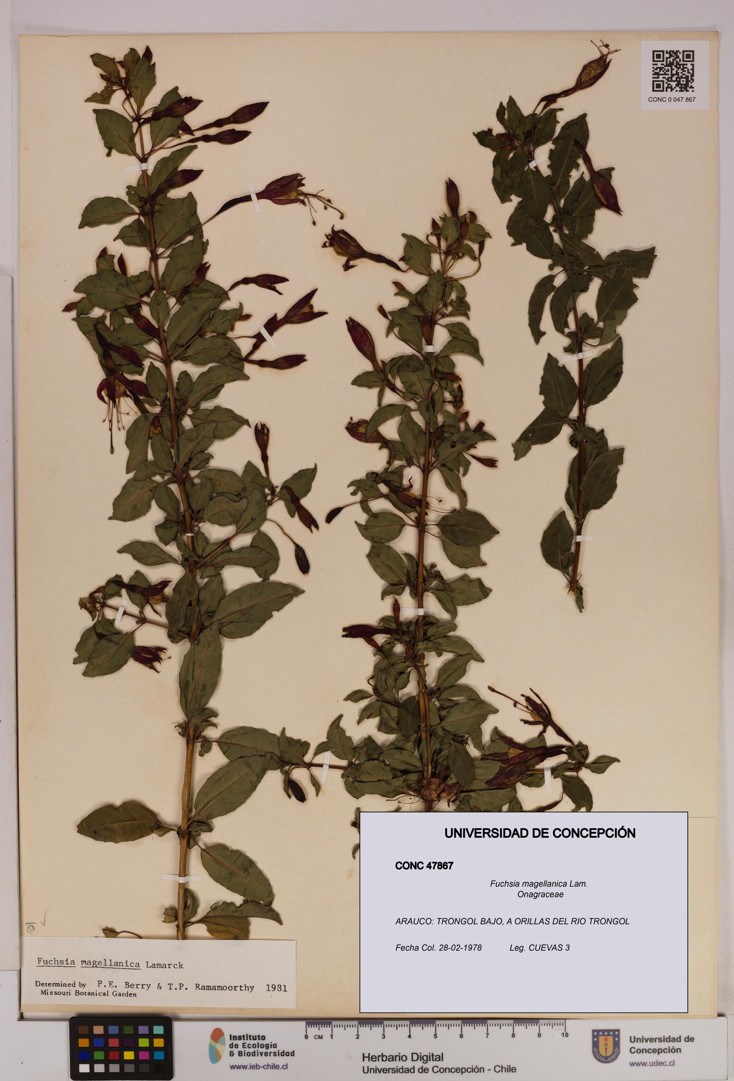 Fuchsia magellanica [Espécimen: UDEC:CONC:0047867]