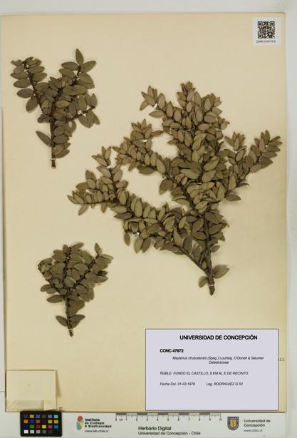 Maytenus chubutensis [Espécimen: UDEC:CONC:0047872]