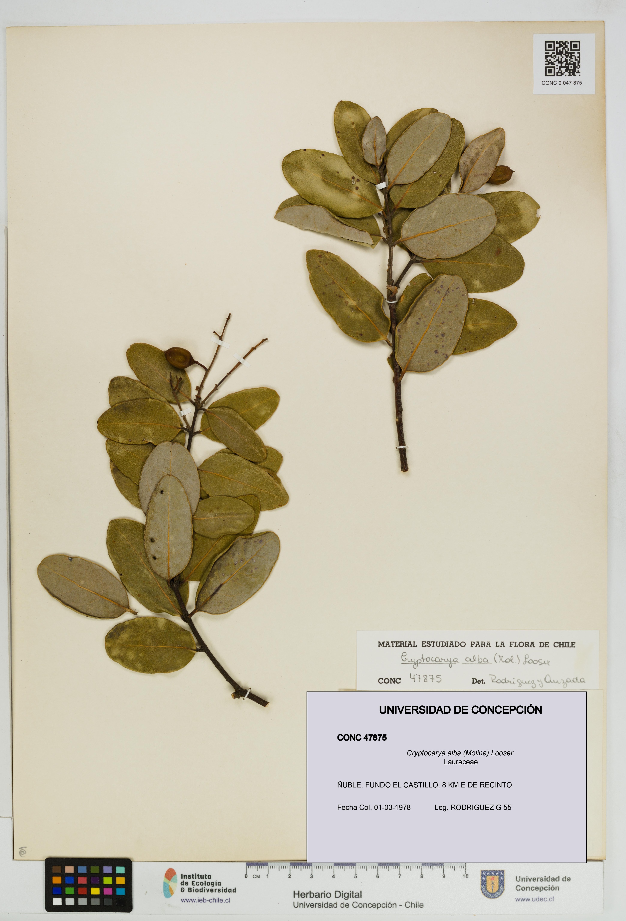Cryptocarya alba [Espécimen: UDEC:CONC:0047875]
