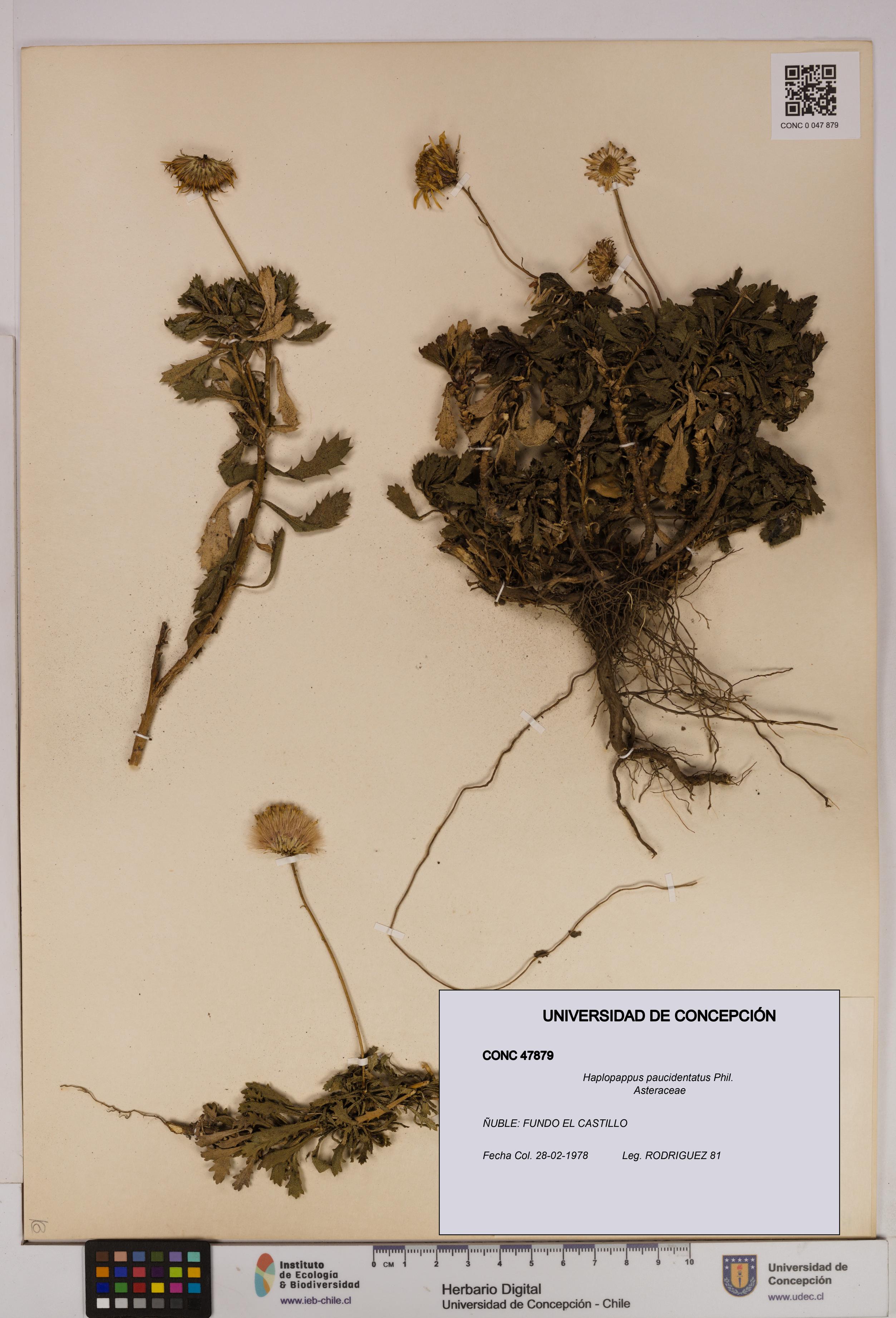 Haplopappus paucidentatus [Espécimen: UDEC:CONC:0047879]