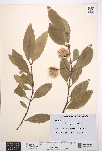 Laurelia sempervirens [Espécimen: UDEC:CONC:0047880]