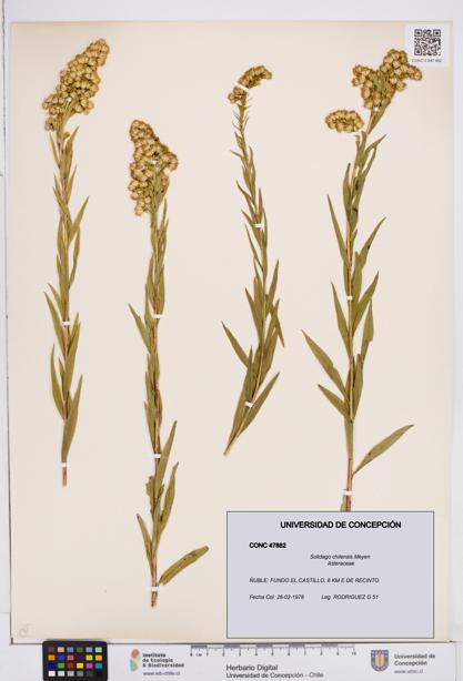 Solidago chilensis [Espécimen: ]