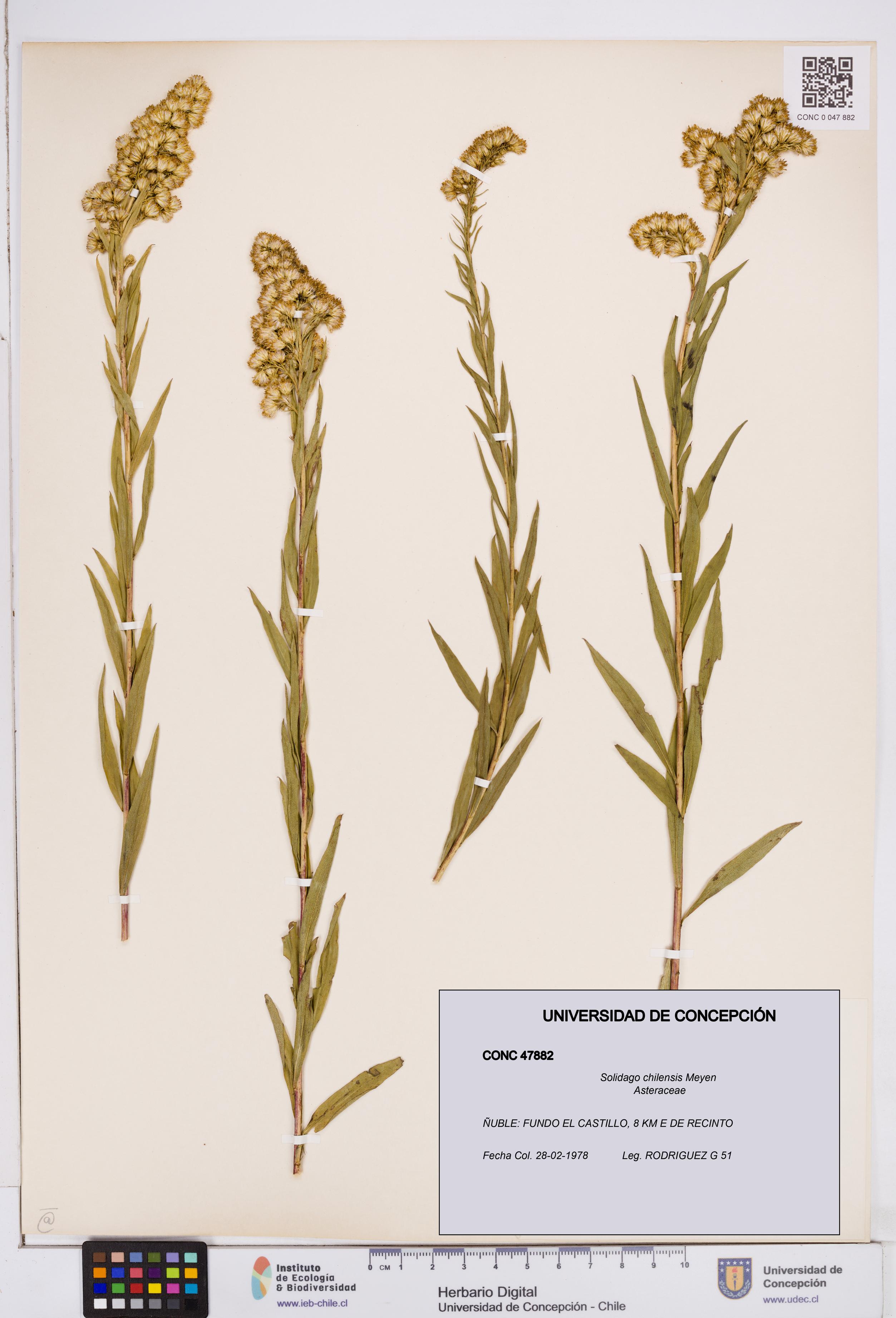 Solidago chilensis [Espécimen: ]