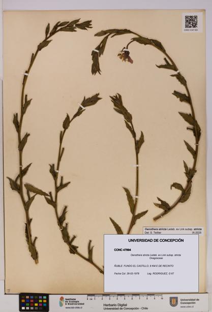 Oenothera stricta subsp. stricta [Espécimen: UDEC:CONC:0047894]