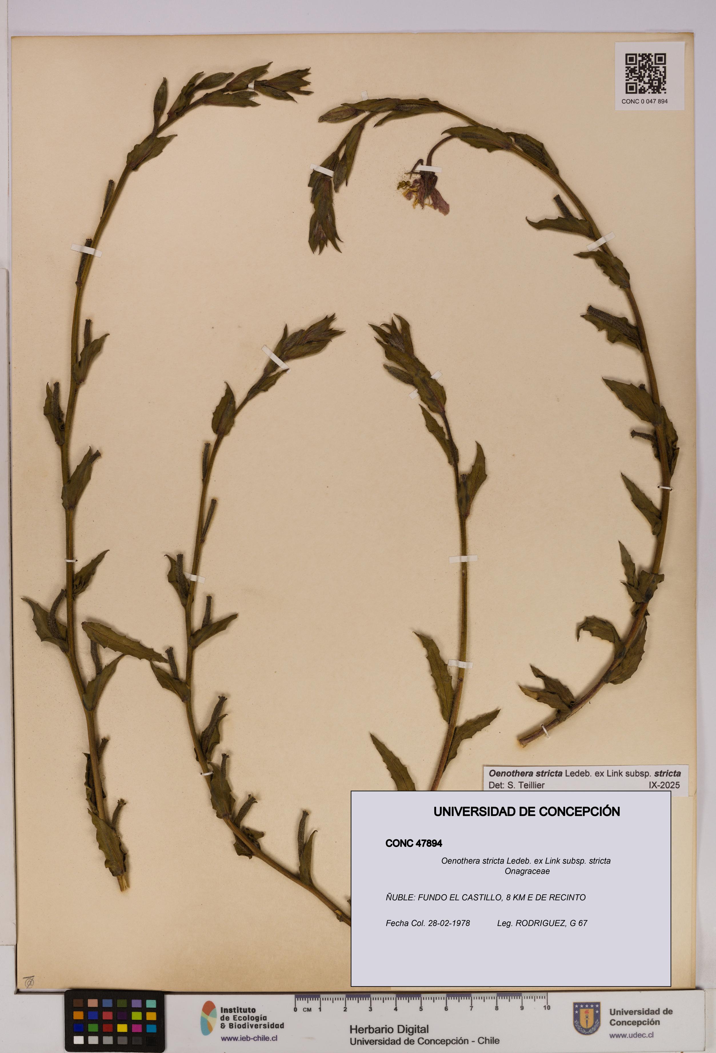 Oenothera stricta subsp. stricta [Espécimen: UDEC:CONC:0047894]