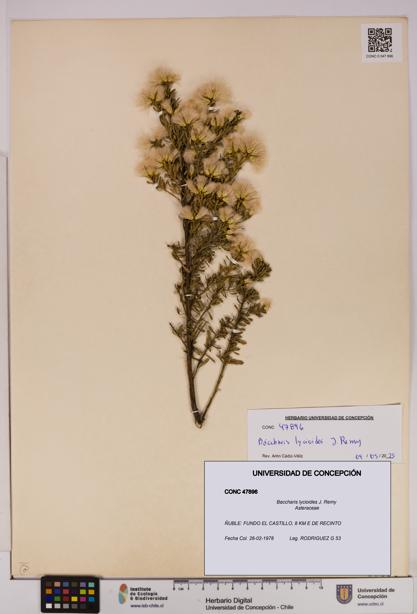 Baccharis lycioides [Espécimen: UDEC:CONC:0047896]