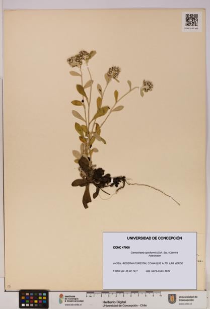 Gamochaeta spiciformis [Espécimen: UDEC:CONC:0047900]