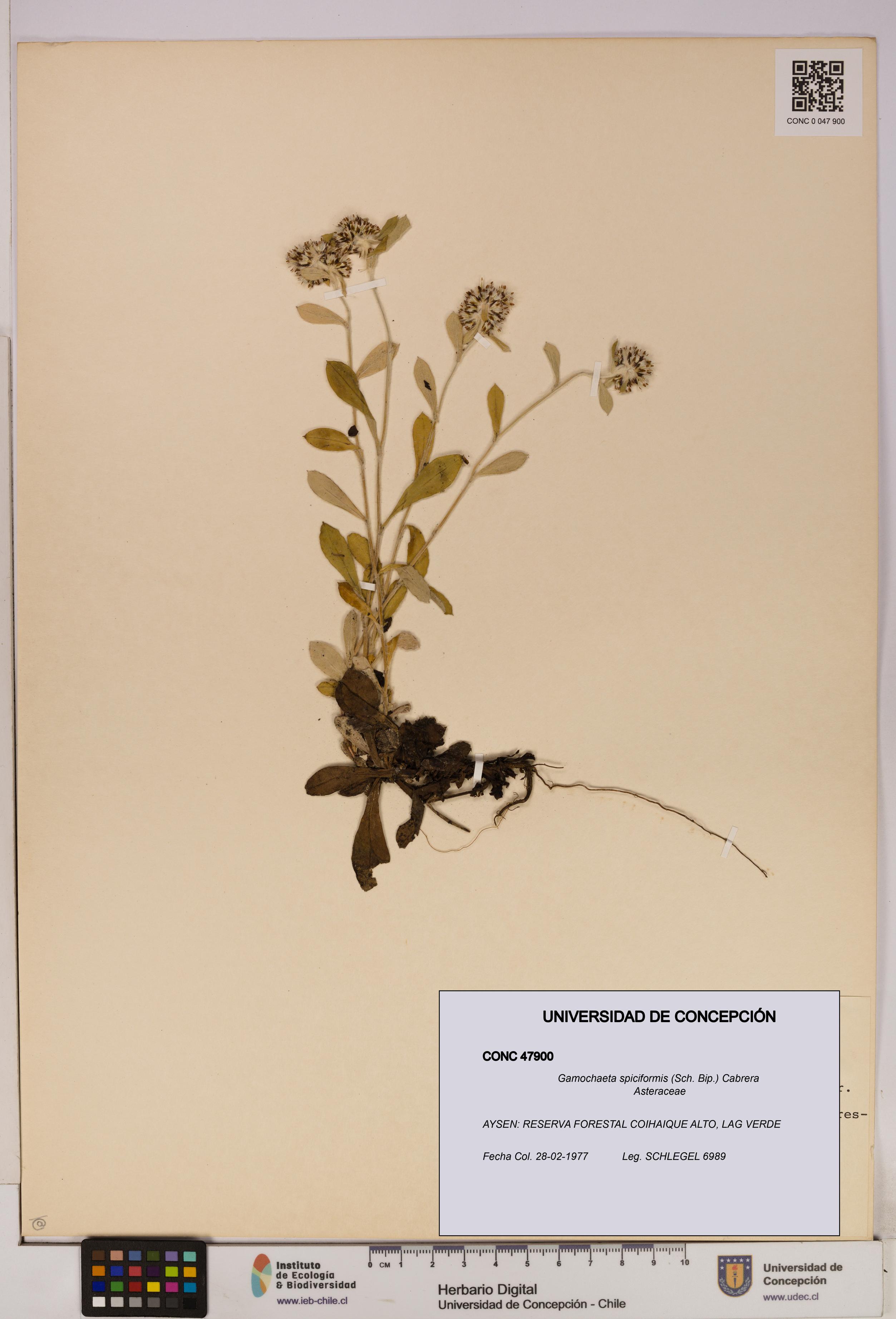 Gamochaeta spiciformis [Espécimen: UDEC:CONC:0047900]